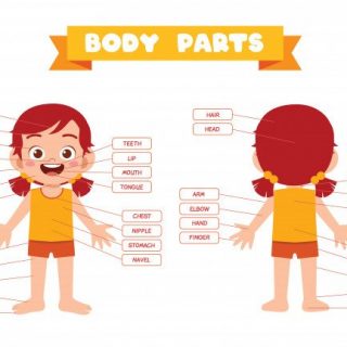 63 Nama Bagian Tubuh Dalam Bahasa Mandarin