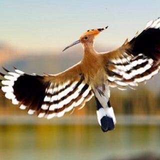 nama binatang dalam bahasa mandarin