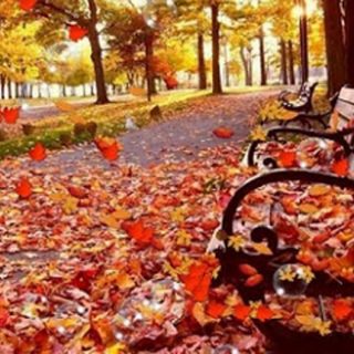 Penggunaan 似的 (Shì De) Dan 纷纷 (Fēnfēn) Dalam Bahasa Mandarin | Hsk 5 Bab 6