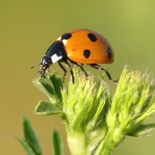 49 Kosakata Tentang Serangga Dalam Bahasa Mandarin