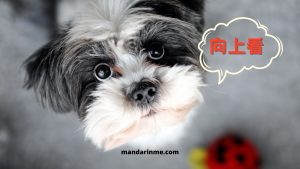 Penggunaan 向 (Xiang) Dalam Bahasa Mandarin 