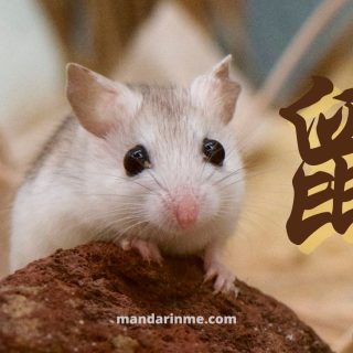 Karakter Shio Tikus 鼠 shǔ dan Karier 