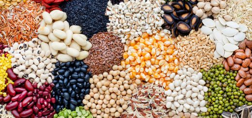 nama kacang kacangan dalam bahasa Mandarin beserta ciri dan kegunaannya.