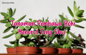 Tanaman Pembawa Hoki Menurut Feng Shui yang Cocok untuk Ruang Tamu