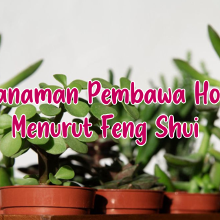 Tanaman Pembawa Hoki Menurut Feng Shui yang Cocok untuk Ruang Tamu