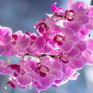 Mengenal Beragam Jenis Anggrek dalam Bahasa Mandarin Lengkap dengan Artinya