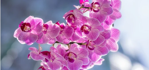 Mengenal Beragam Jenis Anggrek dalam Bahasa Mandarin Lengkap dengan Artinya